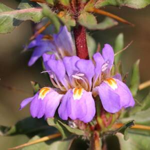 Descubra como o Long Jack (Asteracantha longifolia) na manipulação e que pode melhorar a saúde hormonal, sexual e física de forma natural