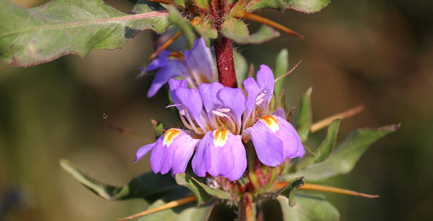 Descubra como o Long Jack (Asteracantha longifolia) na manipulação e que pode melhorar a saúde hormonal, sexual e física de forma natural