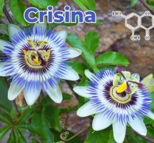 Crisina modulação hormonal e inibição aromatase