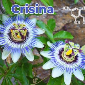 Crisina modulação hormonal e inibição aromatase