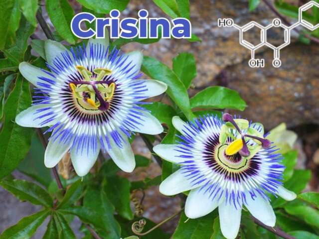 Crisina modulação hormonal e inibição aromatase