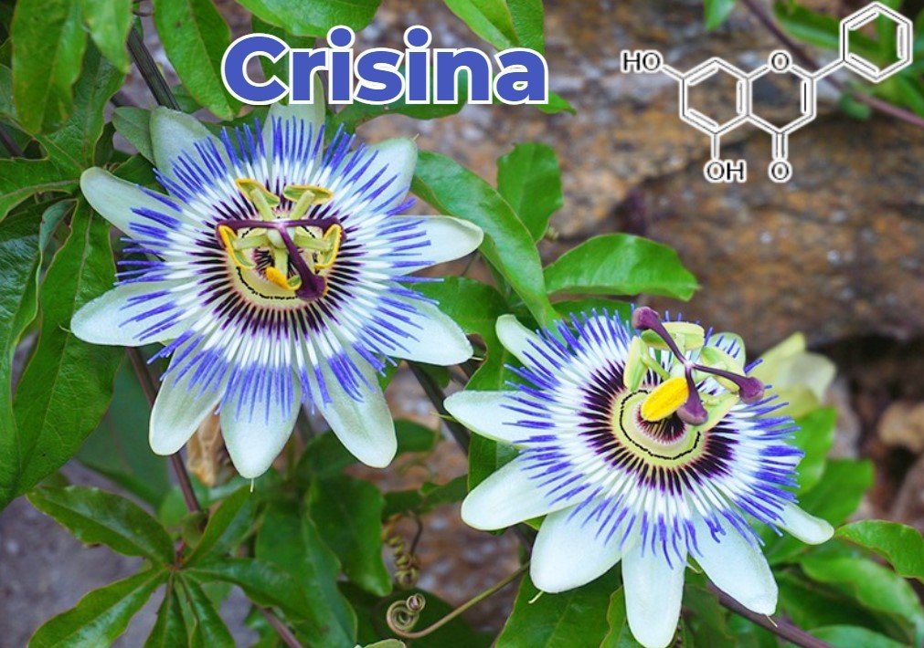 Crisina modulação hormonal e inibição aromatase