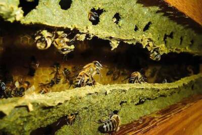 Própolis verde ativo natural que ajuda na imunidade