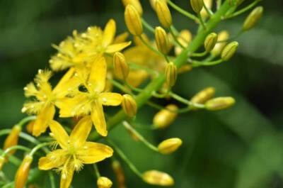 Bulbine Natalensis em capsulas é um fitoterapico anabolico natural