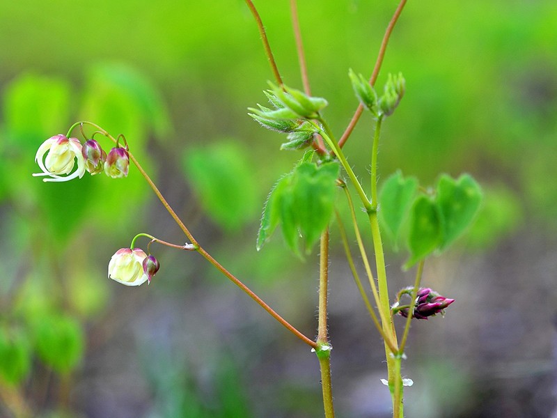 epimedium_icarrin