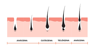 Imagem do ciclo capilar Imagem do ciclo capilar