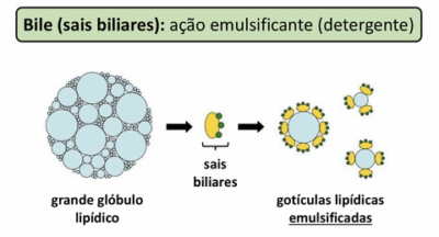 Imagem sais biliares site
